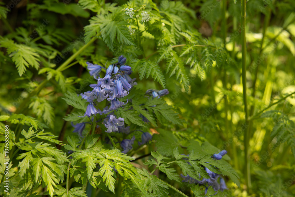 Obraz premium Bluebell in green