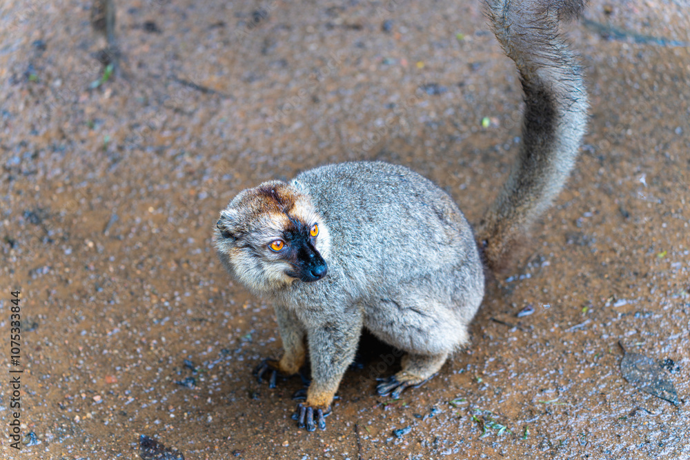 Obraz premium A close-up of a brown lemur with striking orange eyes and a bushy tail. The lemur is sitting on the ground, showcasing its thick fur and distinctive facial markings. Andasibe Reserve, Madagascar.