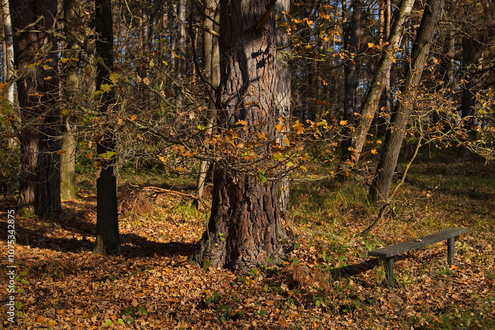 Fototapeta premium Resting place on the nature studies path round the pond 