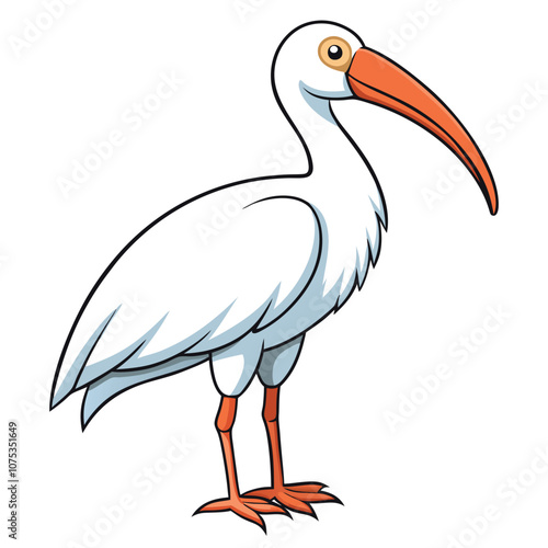 ibis vector illustration white-background photo