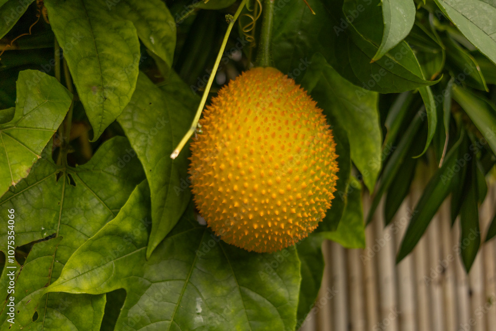 Close-up of a ripe gac fruit Momordica cochinchinensis hanging from a vine surrounded by green leaves Close-up of a ripe gac fruit Momordica cochinchinensis hanging from a vine surrounded by green leaves
