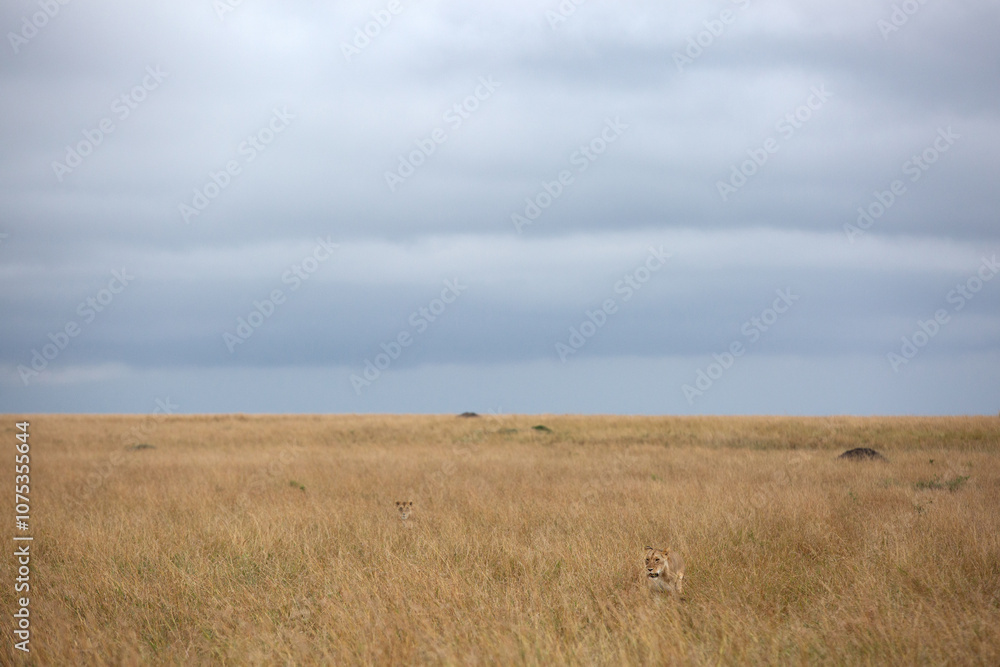 A pair of lion walking in the grassland of Masai Mara, Kenya A pair of lion walking in the grassland of Masai Mara, Kenya
