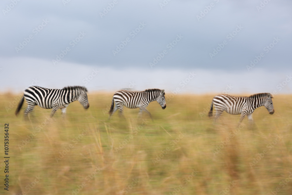 Obraz premium Panning shot of image of zebras walking in savannah, Masai Mara, Kenya