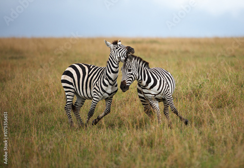 A pair of zebra fighting at Masai Mara, Kenya