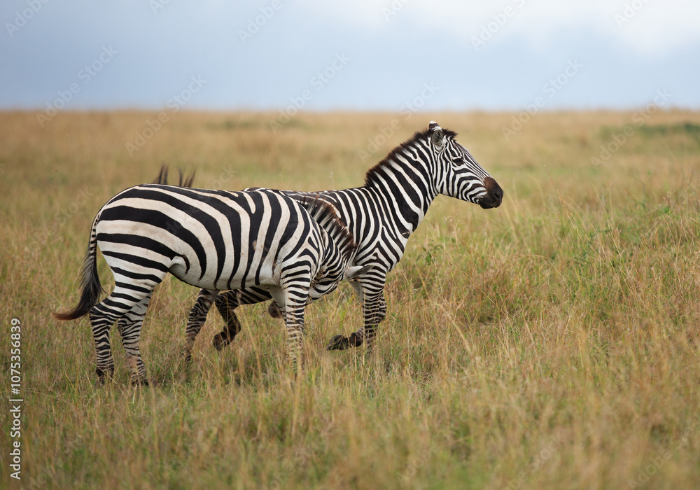 A pair of zebra fighting at Masai Mara, Kenya A pair of zebra fighting at Masai Mara, Kenya