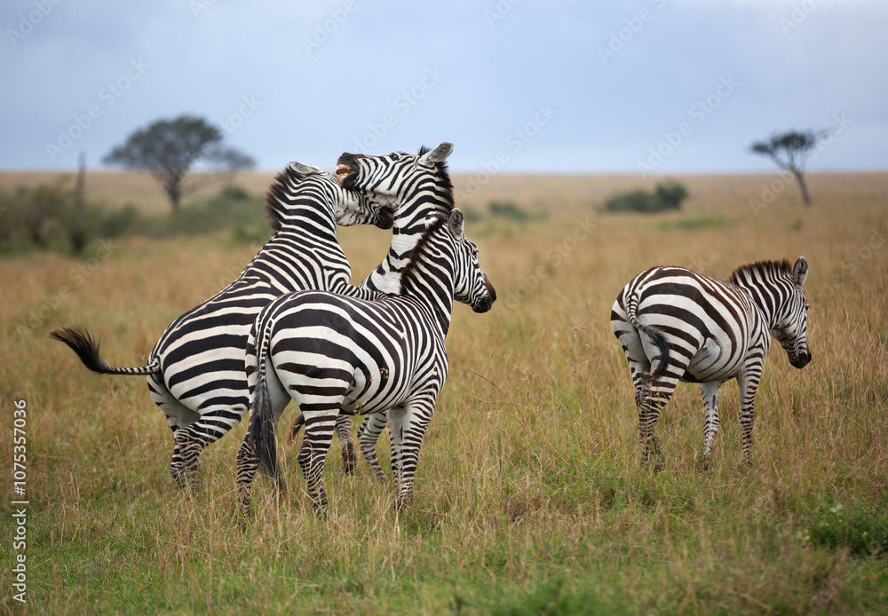 Naklejka premium Zebras quarrelling in savannah, Masai Mara, Kenya