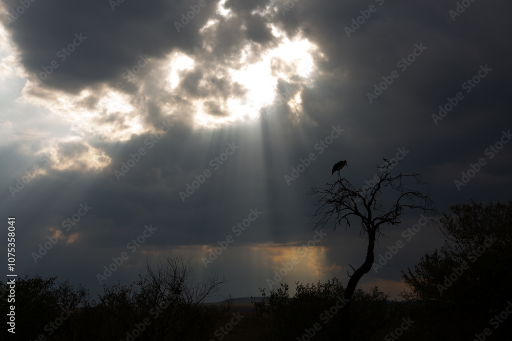 A Marabou Stork perched on a tree with dramatic heavenly clouds and sun radiation at the backdrop A Marabou Stork perched on a tree with dramatic heavenly clouds and sun radiation at the backdrop