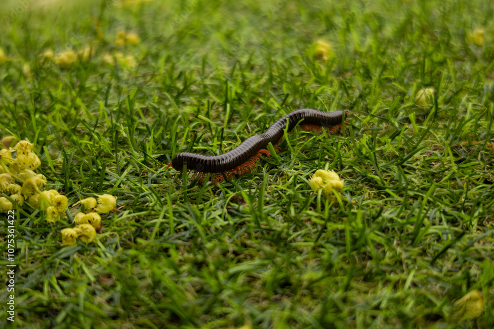 Fototapeta premium Close-up of a long centipede crawling on the green grass. Photos of insects and nature