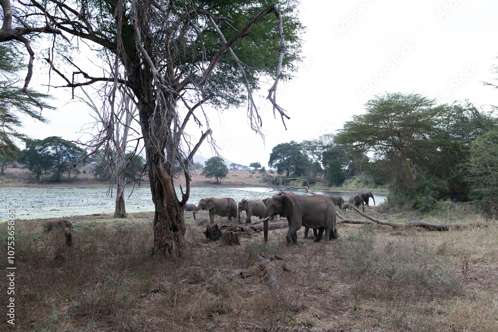 Obraz premium herd of elephants