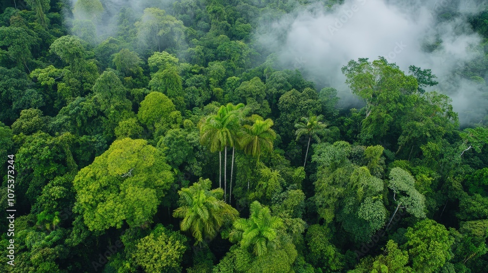 Lush Green Forest Landscape Aerial View Lush Green Forest Landscape Aerial View