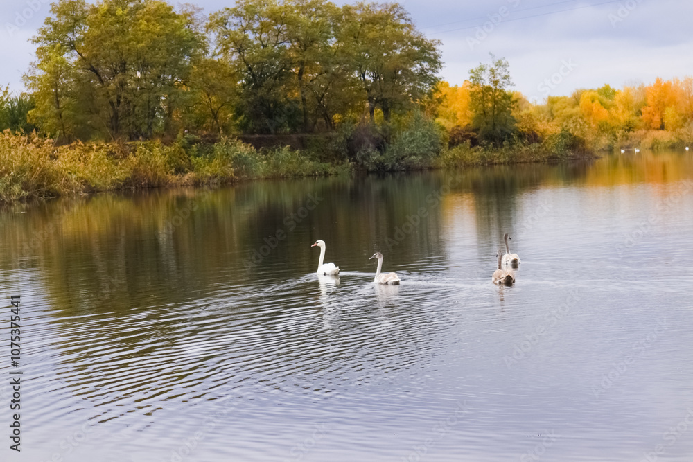A trio of swans elegantly moves across a tranquil lake, their reflections shimmering on the water's surface, framed by stunning autumn trees in golden hues. A trio of swans elegantly moves across a tranquil lake, their reflections shimmering on the water's surface, framed by stunning autumn trees in golden hues.
