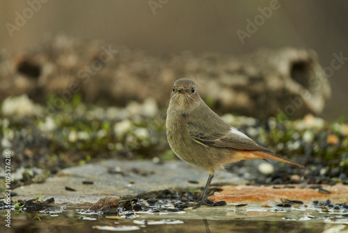 colirrojo tizón (Phoenicurus ochruros) en la charca