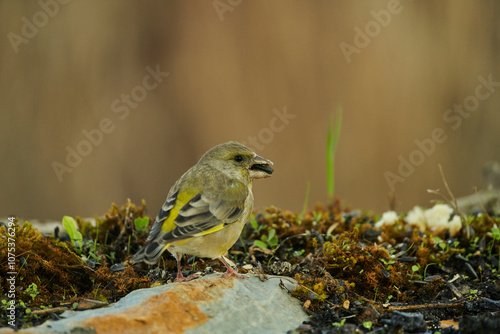 El verderón europeo o verderón común (Chloris chloris) photo