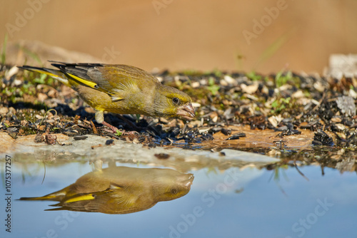 El verderón europeo o verderón común (Chloris chloris) photo