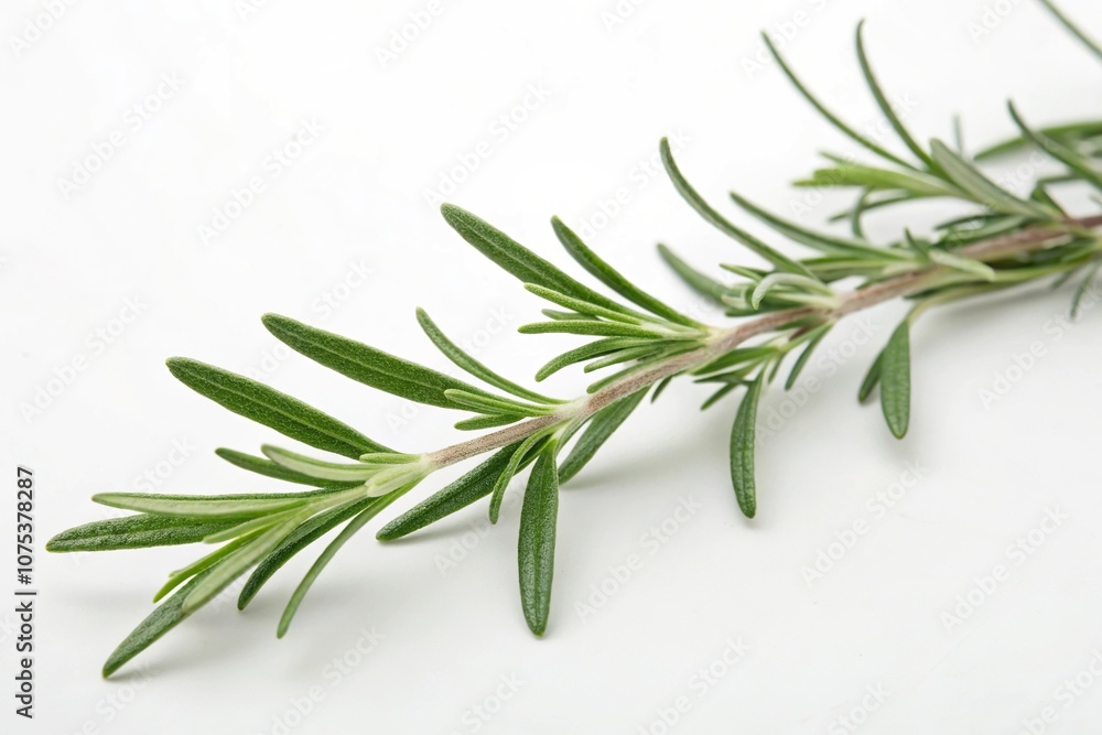 Obraz premium A macro shot of a sprig of rosemary with delicate leaves and stems set against a minimalist white background, rosemary, texture