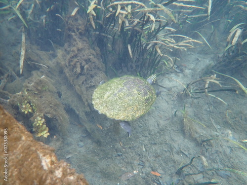 a turtle swimming underwater