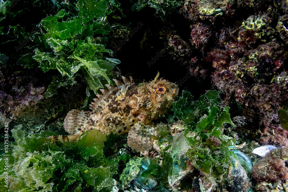 The Madeira rockfish (Scorpaena maderensis) is a species of scorpionfish (Scorpaenidae) in the genus Scorpaena, The Madeira rockfish (Scorpaena maderensis) is a species of scorpionfish (Scorpaenidae) in the genus Scorpaena,