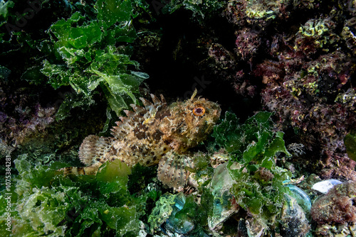 The Madeira rockfish (Scorpaena maderensis) is a species of scorpionfish (Scorpaenidae) in the genus Scorpaena, photo