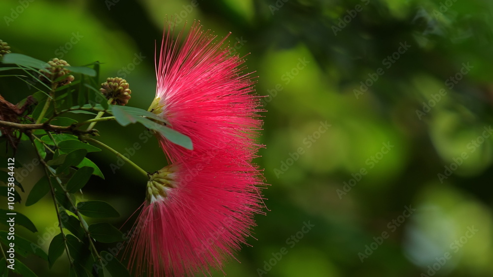 Vibrant red mimosa flower in full bloom surrounded by lush green leaves. Nature and Beauty. Vibrant red mimosa flower in full bloom surrounded by lush green leaves. Nature and Beauty.