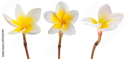 Plumeria flowers photo