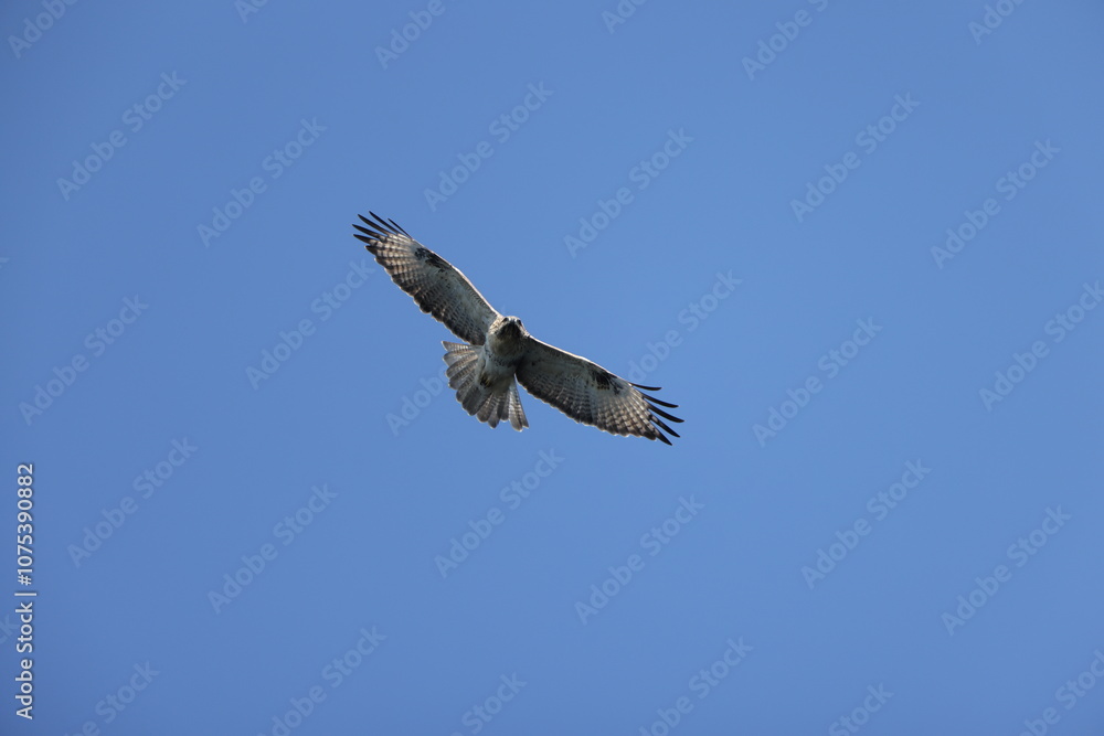Fototapeta premium The eastern buzzard or Japanese buzzard (Buteo japonicus) is a medium to large bird of prey. This photo was taken in Japan.