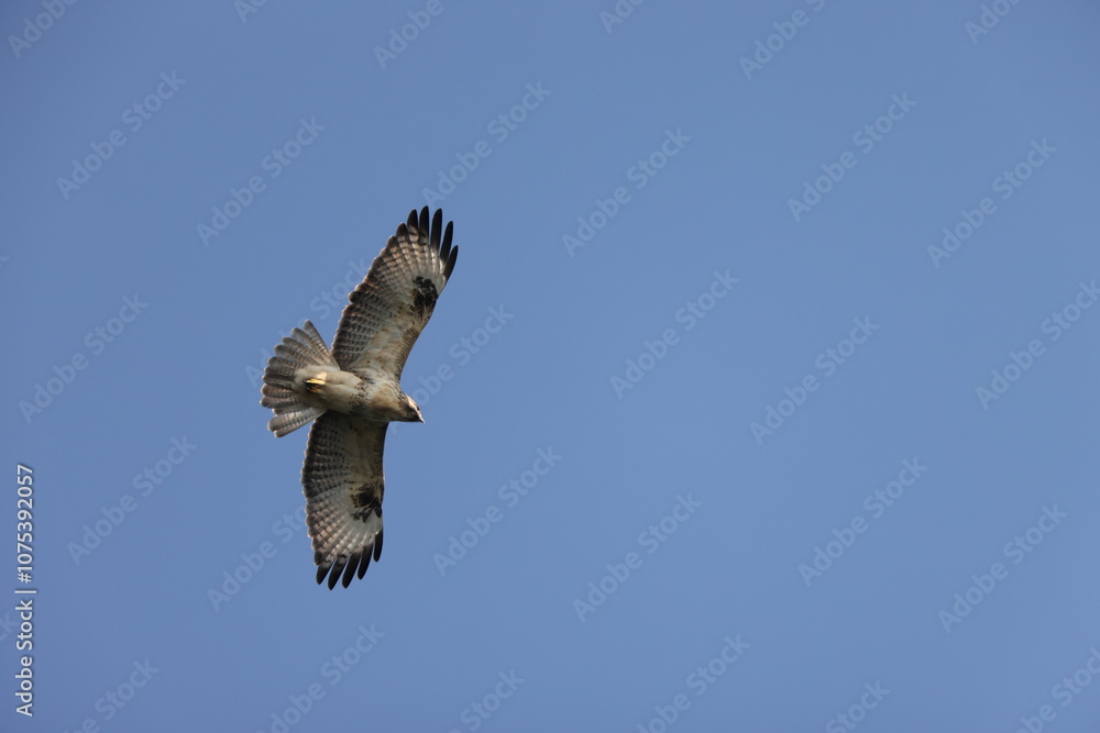 The eastern buzzard or Japanese buzzard (Buteo japonicus) is a medium to large bird of prey. This photo was taken in Japan. The eastern buzzard or Japanese buzzard (Buteo japonicus) is a medium to large bird of prey. This photo was taken in Japan.