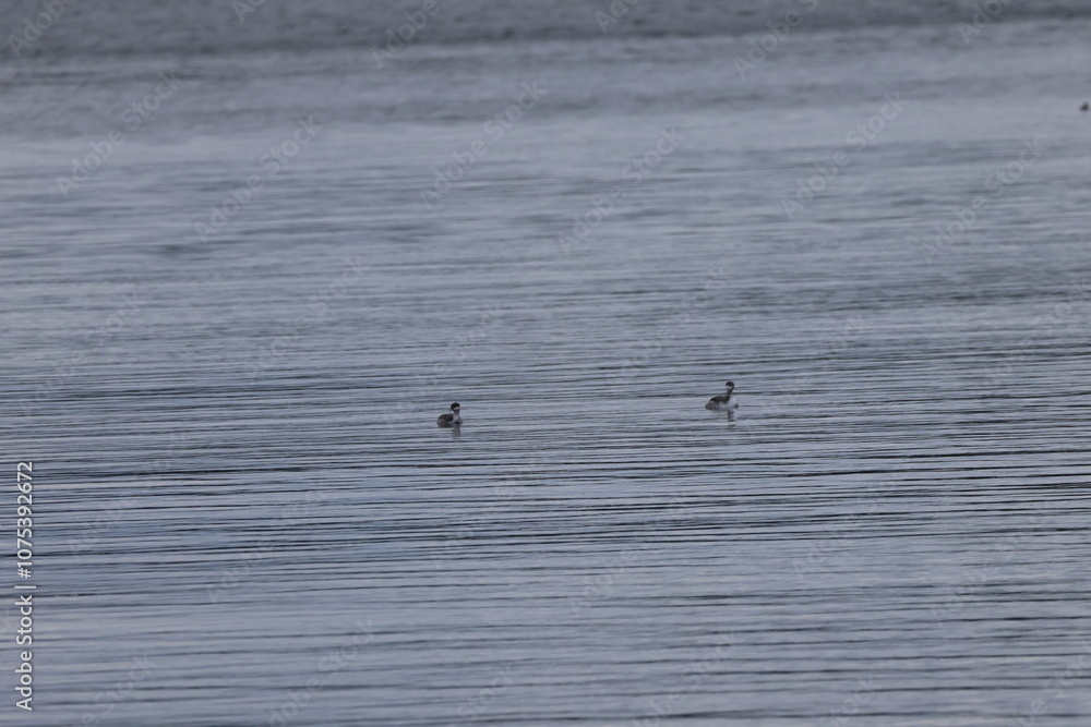 Graves Island, Nova Scotia, November 7 2024 Graves Island, Nova Scotia, November 7 2024
