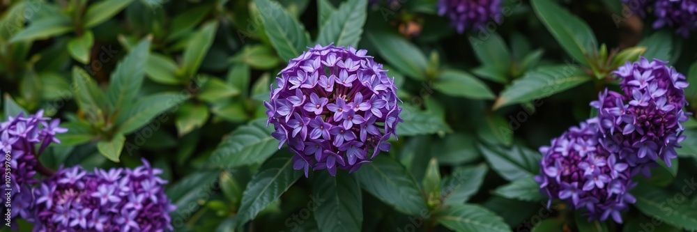 Dense purple flower cluster amidst lush green foliage, background flowers, botanical, green leaves Dense purple flower cluster amidst lush green foliage, background flowers, botanical, green leaves