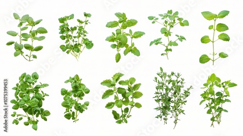 Fresh Garden Herbs Collection Isolated on White Background Featuring Mint, Basil, Oregano, Thyme, and Other Aromatic Plants for Culinary Use and Decoration