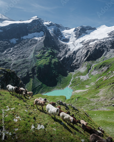 Obraz na płótnie Alpine mountain scenery with grazing sheep in Nationalpark Hohe Tauern, Salzburg Land, Austria w salonie