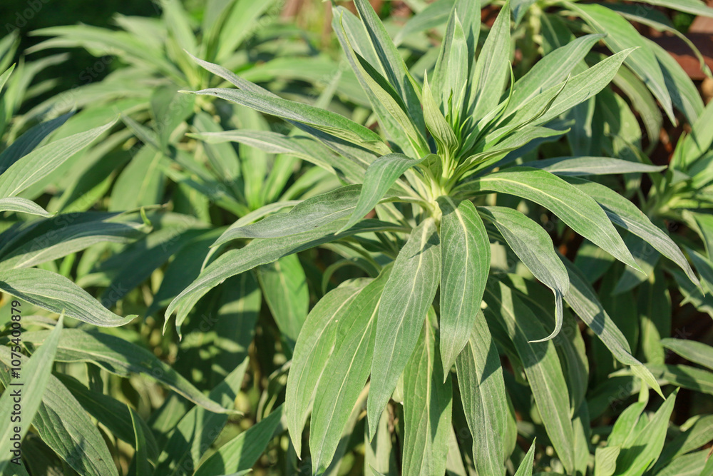 Fototapeta premium leaves