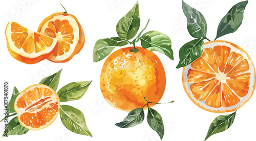 Oranges in leaves. A set of vector illustrations. Vectorized gouache illustrations. Collection of isolates for labels, prints, banners. Watercolor illustration on white background