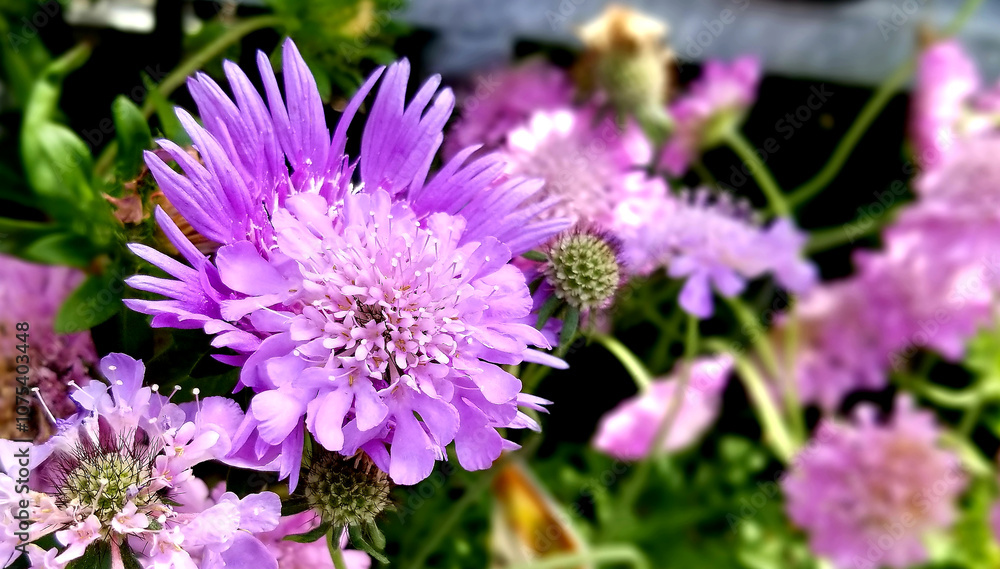 Chrysanthemum is blooming under the sunbath Chrysanthemum is blooming under the sunbath