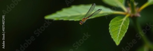 Wallpaper Mural tiny dragonfly resting on a small natural green leaf, outdoors, nature Torontodigital.ca
