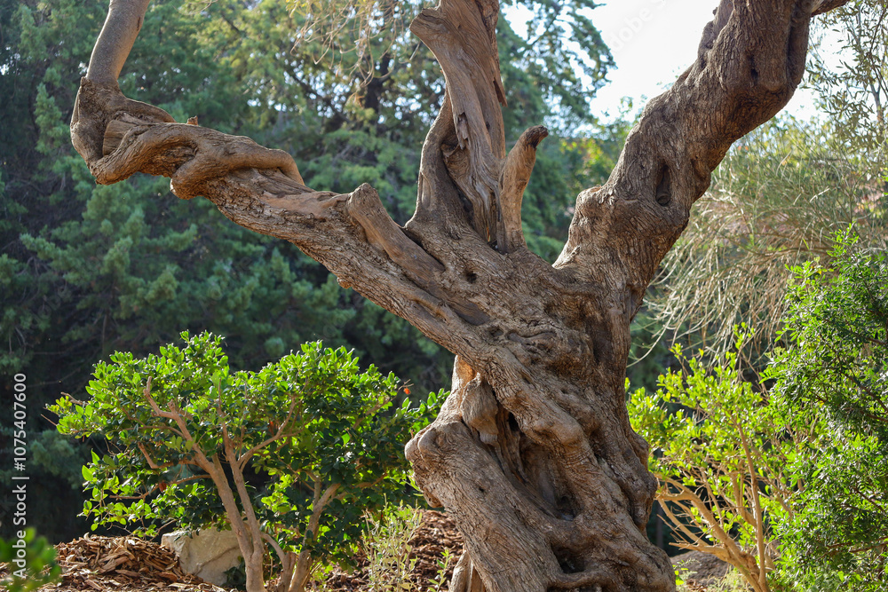 tree bark tree bark
