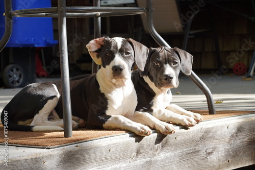 Beagle Puppies