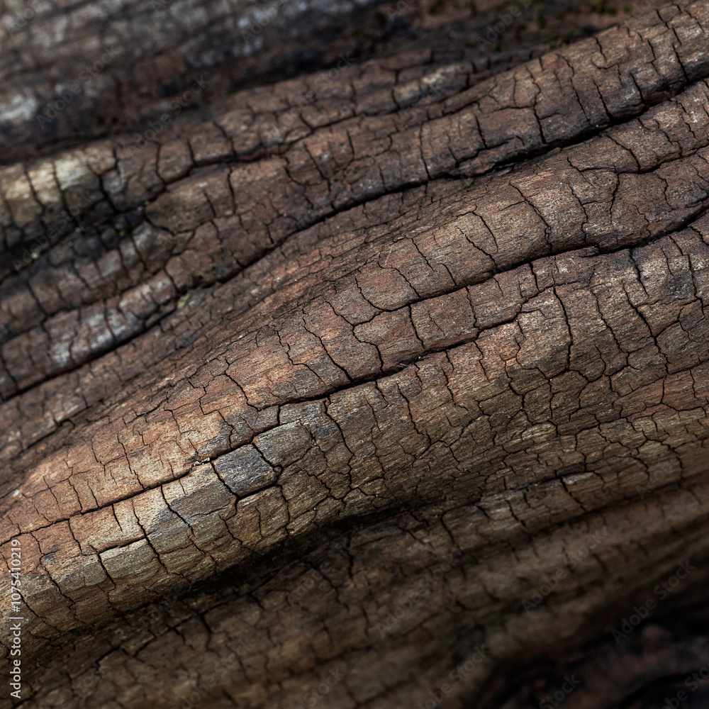 Old wooden trunk with cracks and texture with lingh and shadows Old wooden trunk with cracks and texture with lingh and shadows