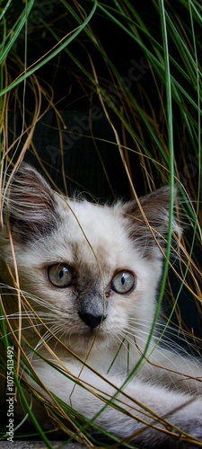 Kittens playing in the grass