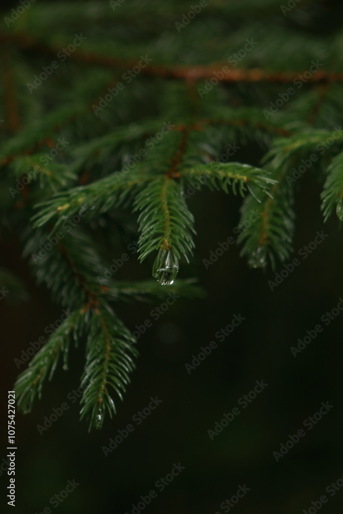 Close-Up of Evergreen Branch With Dew in a Forest Close-Up of Evergreen Branch With Dew in a Forest