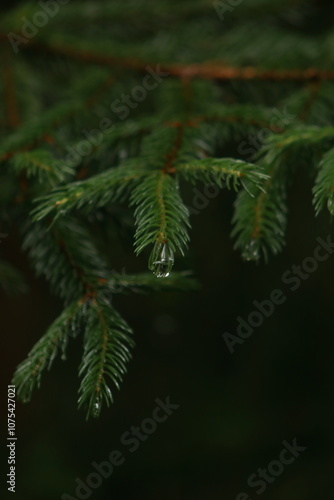 Close-Up of Evergreen Branch With Dew in a Forest