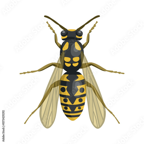 Wasp insect. Realistic wasp  on white background. Top view. Vector.