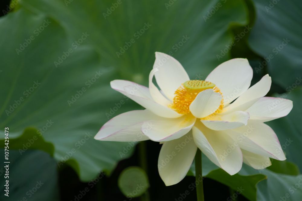 This is the beautiful flower of the Indian Lotus plant. The beautiful white petals stretching out to catch the sun. The bright yellow center sticking out like a cup. This is the beautiful flower of the Indian Lotus plant. The beautiful white petals stretching out to catch the sun. The bright yellow center sticking out like a cup.