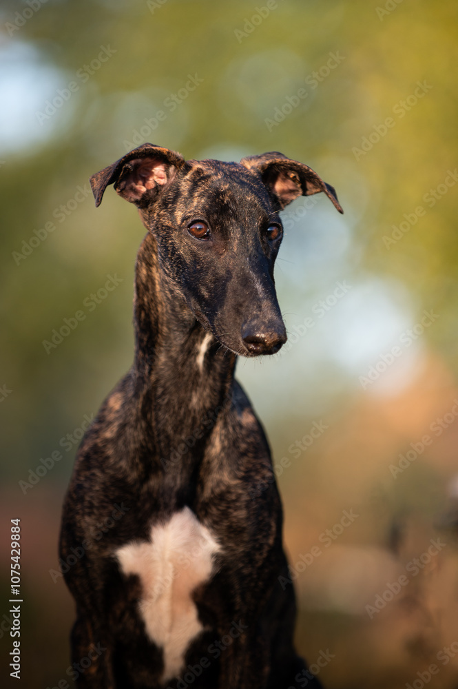 Portrait eines jungen Windhundes im Freien Portrait eines jungen Windhundes im Freien