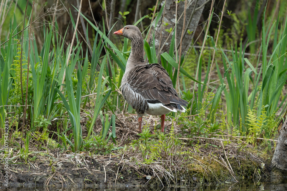 Oie cendrée, Anser anser, Greylag Goose, nid Oie cendrée, Anser anser, Greylag Goose, nid