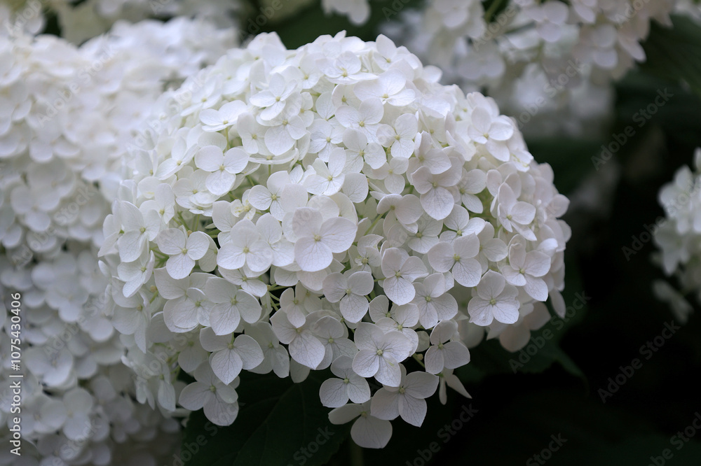 Close-up view of a large snow-white hydrangea (hortensia) flower in full bloom against a blured background Close-up view of a large snow-white hydrangea (hortensia) flower in full bloom against a blured background