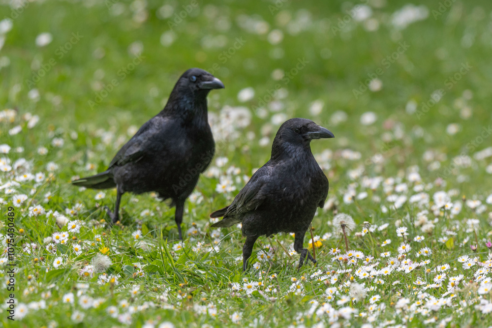 Corneille noire, Corvus corone, Carrion Crow Corneille noire, Corvus corone, Carrion Crow