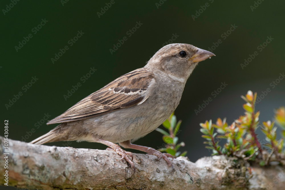 Moineau domestique, .Passer domesticus, House Sparrow Moineau domestique, .Passer domesticus, House Sparrow
