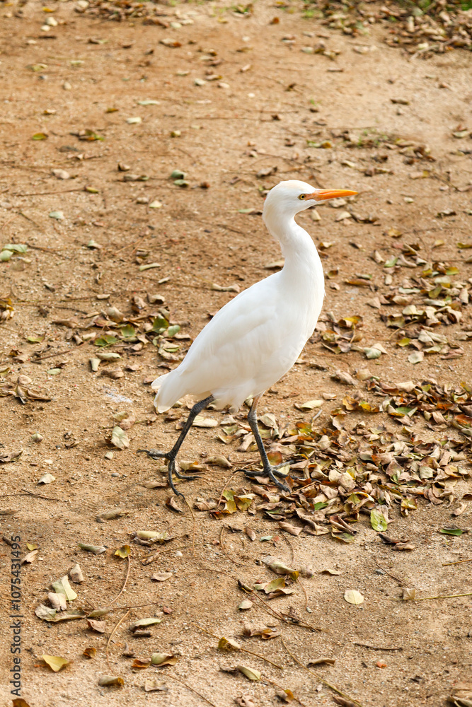 egret egret