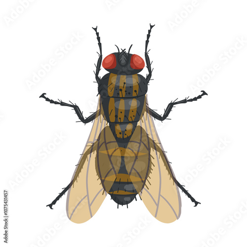 Fly insect. Realistic fly on white background. Top view. Vector.