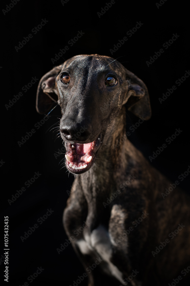 Portrait eines gestromten Windhund Welpen vor schwarzem Hintergrund Portrait eines gestromten Windhund Welpen vor schwarzem Hintergrund